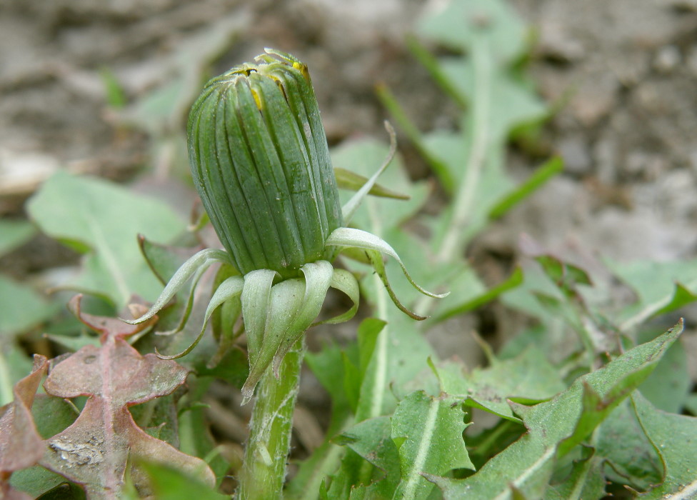 Изображение особи род Taraxacum.