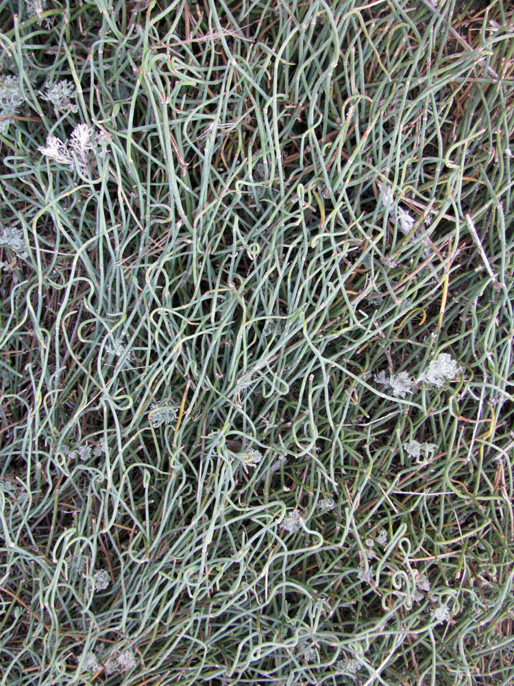 Image of Ephedra distachya specimen.