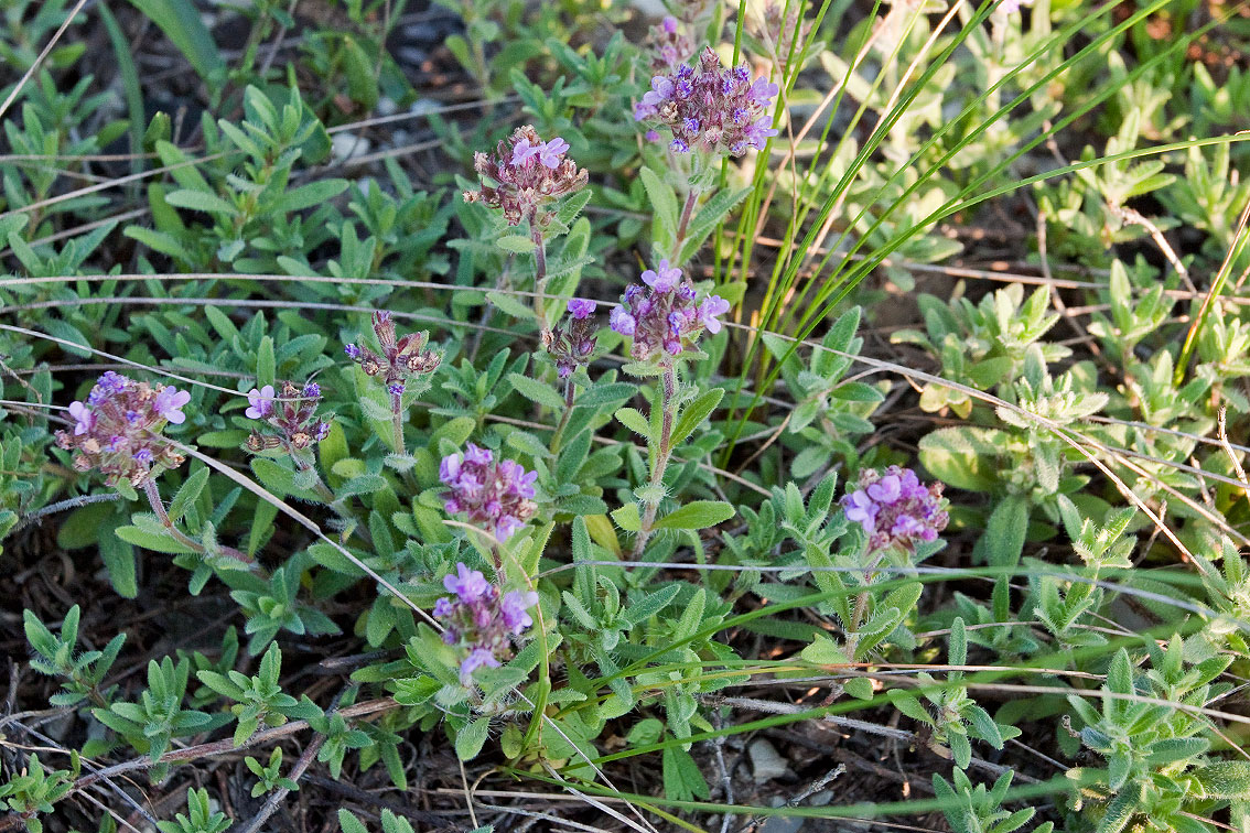 Изображение особи Thymus markhotensis.