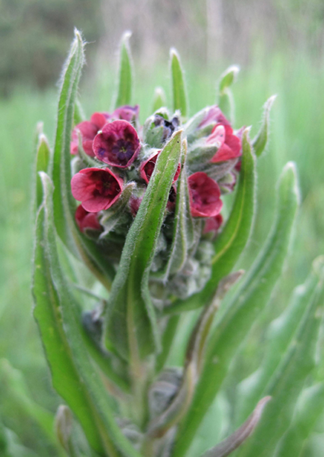 Image of Cynoglossum officinale specimen.