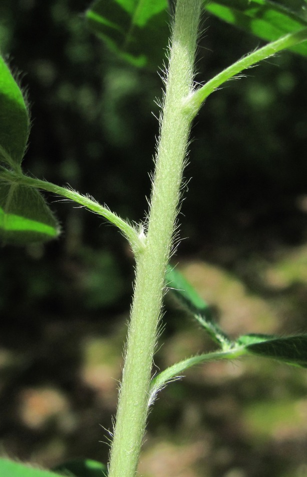 Image of Chamaecytisus colchicus specimen.