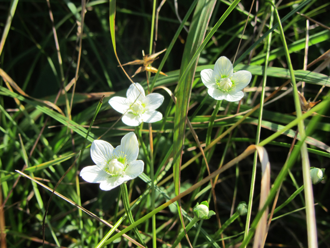 Изображение особи Parnassia palustris.