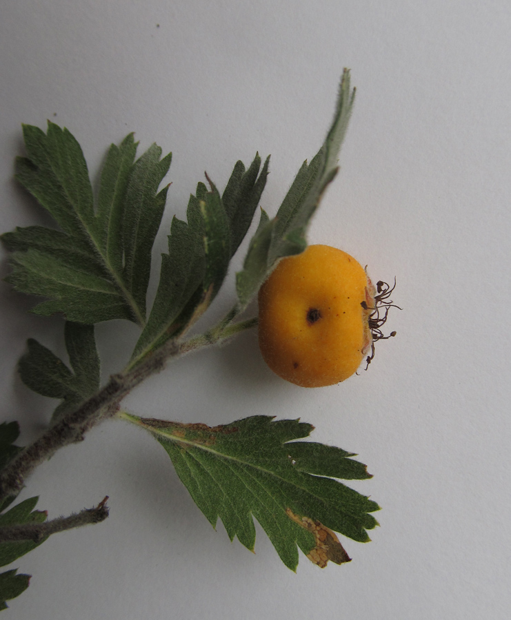 Image of Crataegus orientalis specimen.