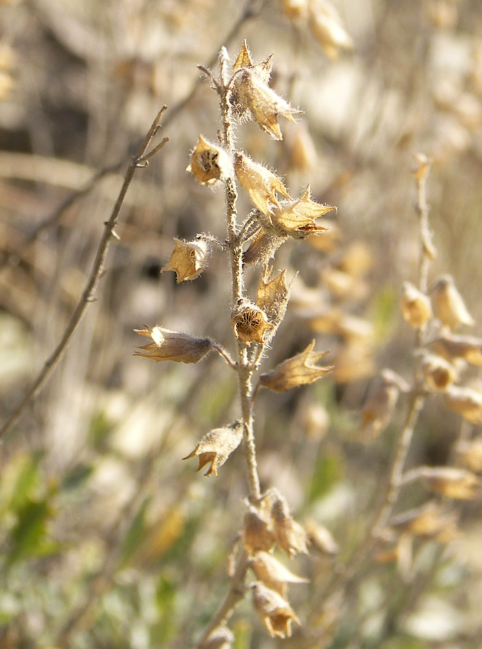 Image of Teucrium canum specimen.