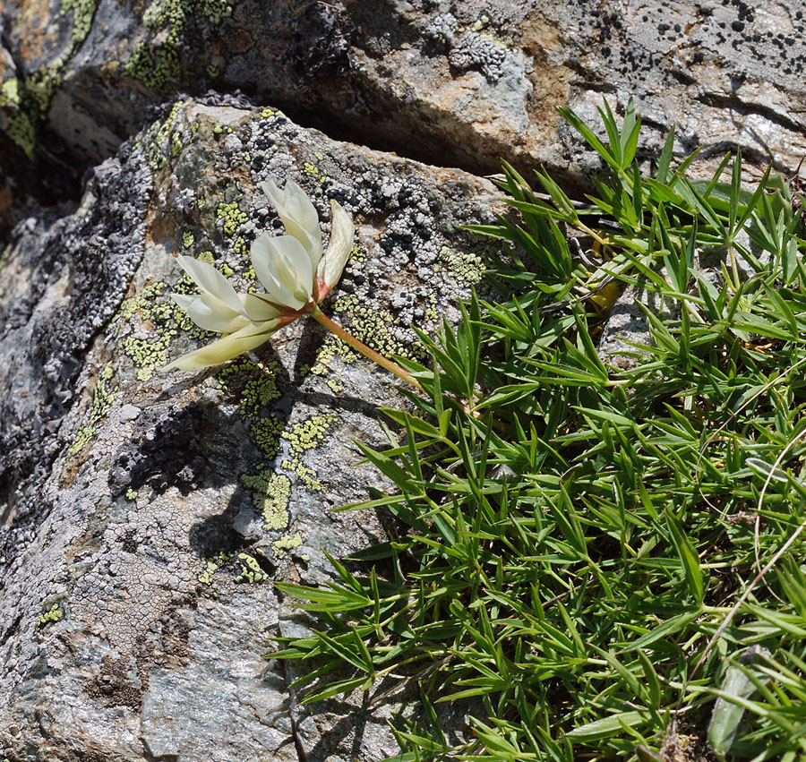 Изображение особи Trifolium polyphyllum.