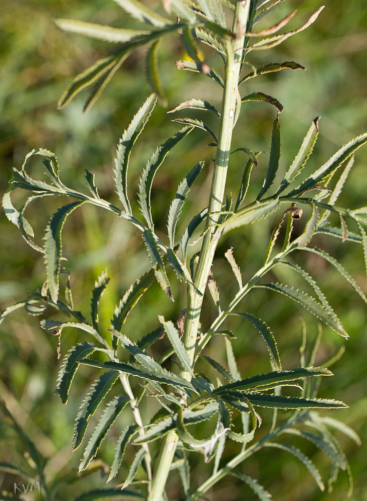 Изображение особи Rhaponticoides ruthenica.