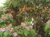 Melia azedarach. Ветви цветущего и плодоносящего дерева. Израиль, Западная Галилея, киббуц Нес Амим, в культуре. Апрель 2005 г.