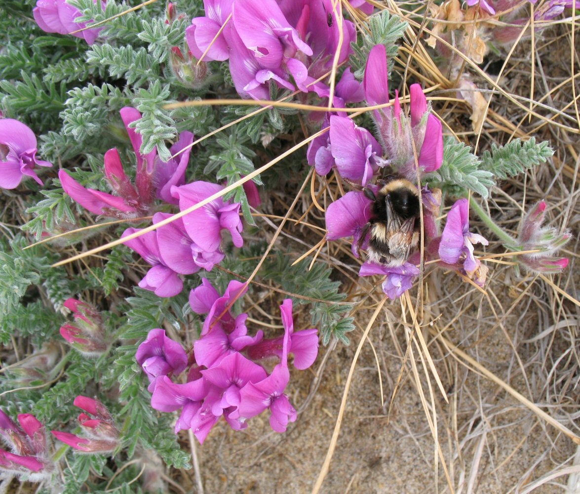 Image of Oxytropis lanata specimen.