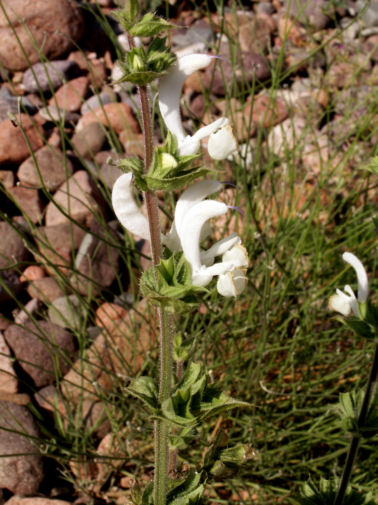 Image of Salvia sclarea specimen.