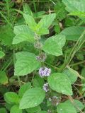 Mentha arvensis