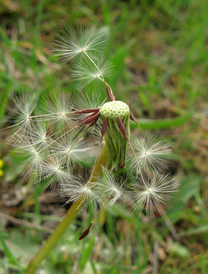 Image of Taraxacum erythrospermum specimen.