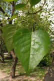 Populus deltoides