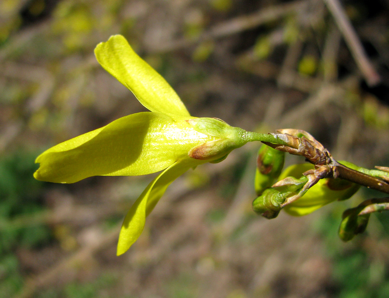 Изображение особи Forsythia &times; intermedia.