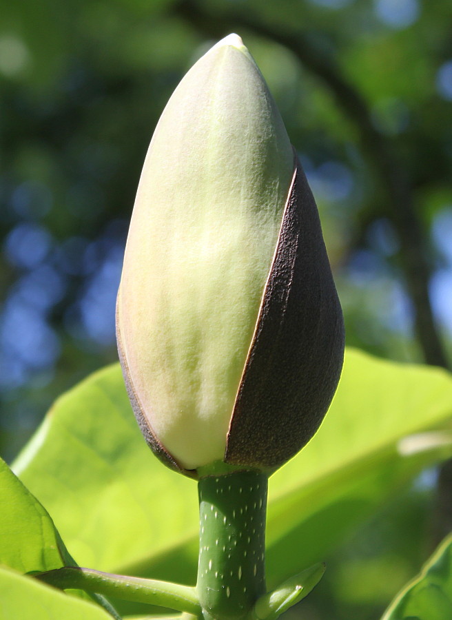 Image of Magnolia hypoleuca specimen.