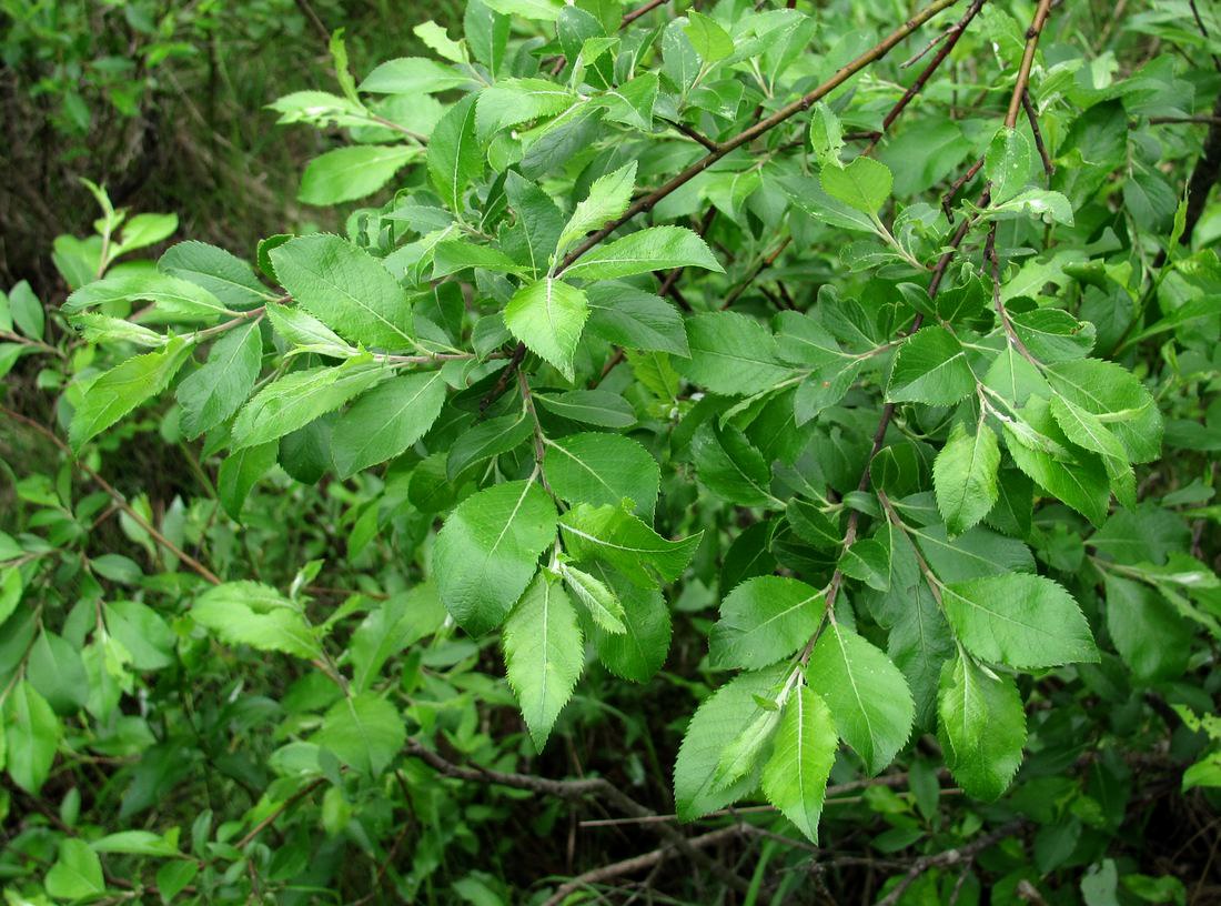 Image of Salix myrsinifolia specimen.