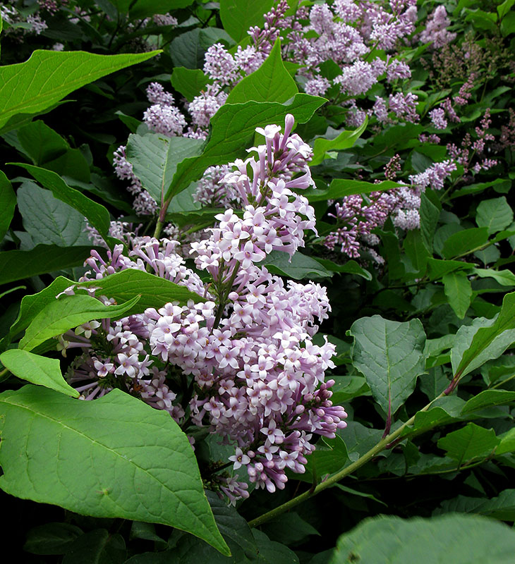 Image of Syringa josikaea specimen.