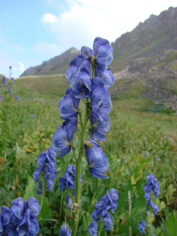 Изображение особи Aconitum talassicum.