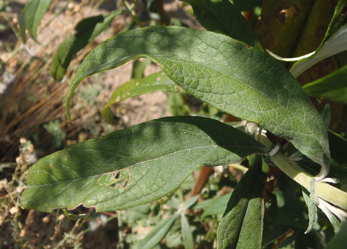 Image of Buddleja davidii specimen.