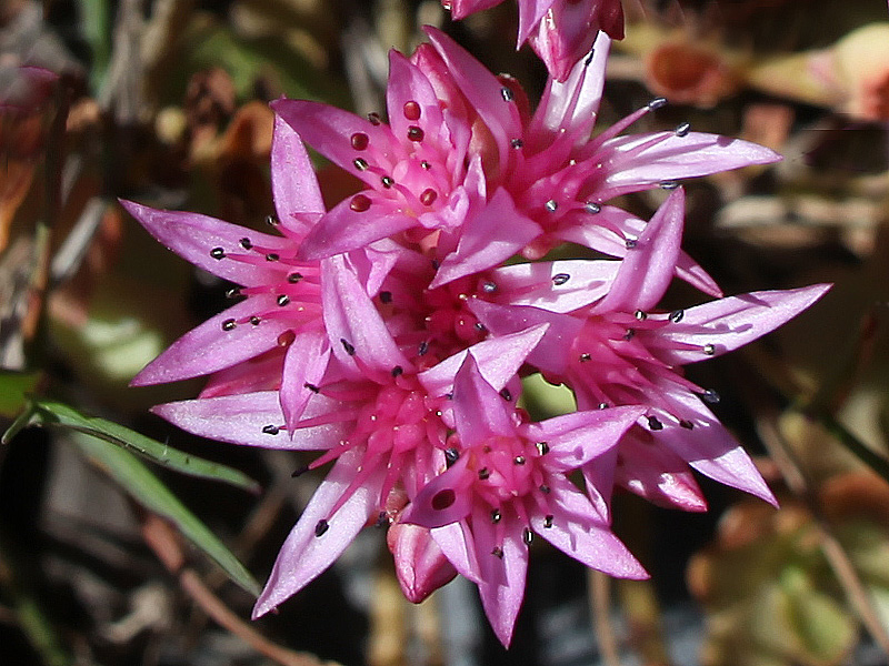 Image of Sedum spurium specimen.