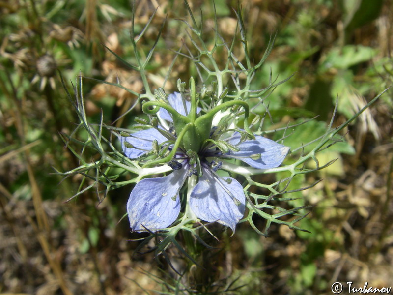 Изображение особи Nigella damascena.