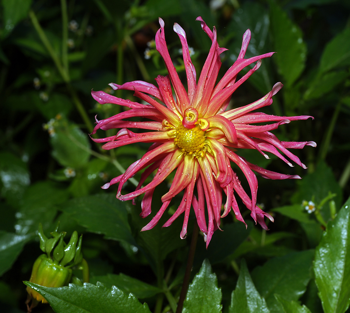 Image of Dahlia &times; cultorum specimen.