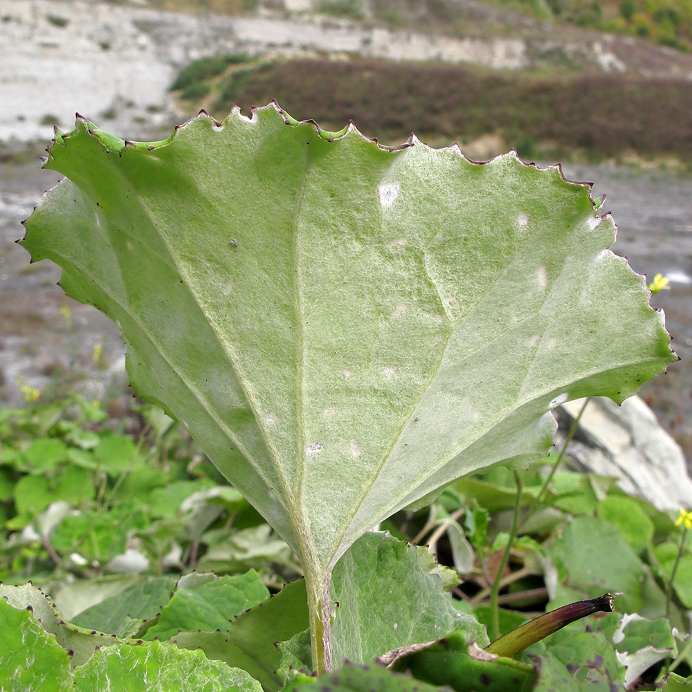 Image of Tussilago farfara specimen.