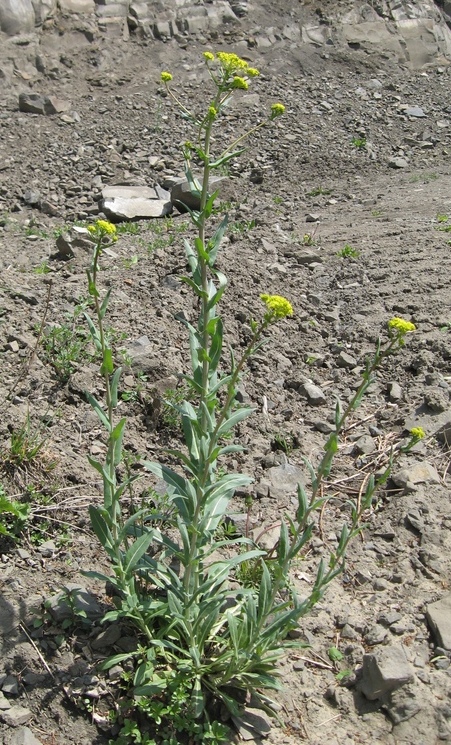 Image of Isatis costata specimen.