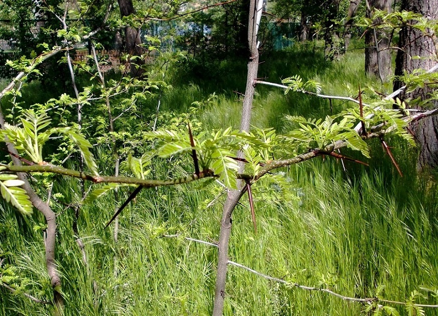 Изображение особи Gleditsia triacanthos.