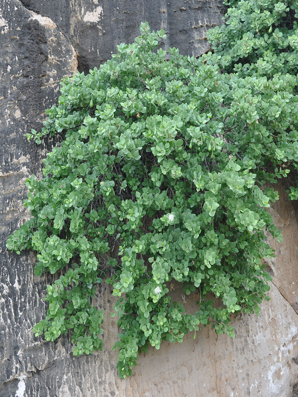 Image of Capparis cartilaginea specimen.