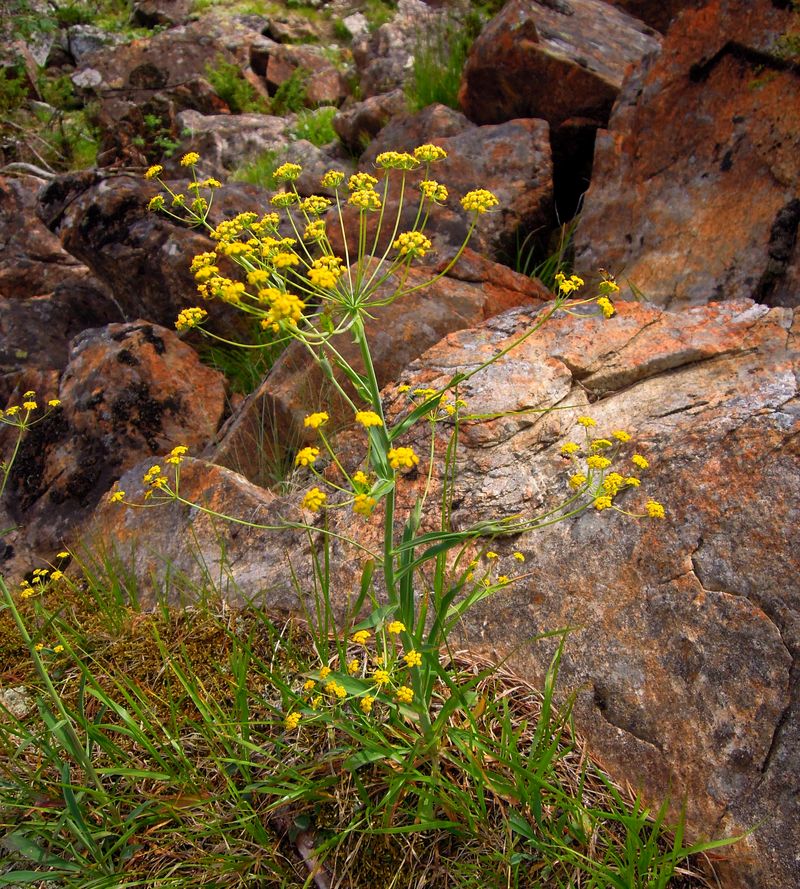 Image of Bupleurum martjanovii specimen.