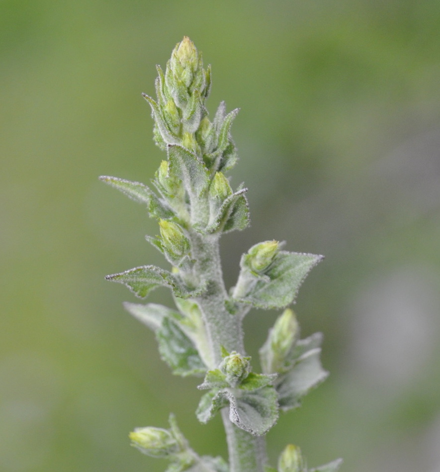 Изображение особи род Verbascum.