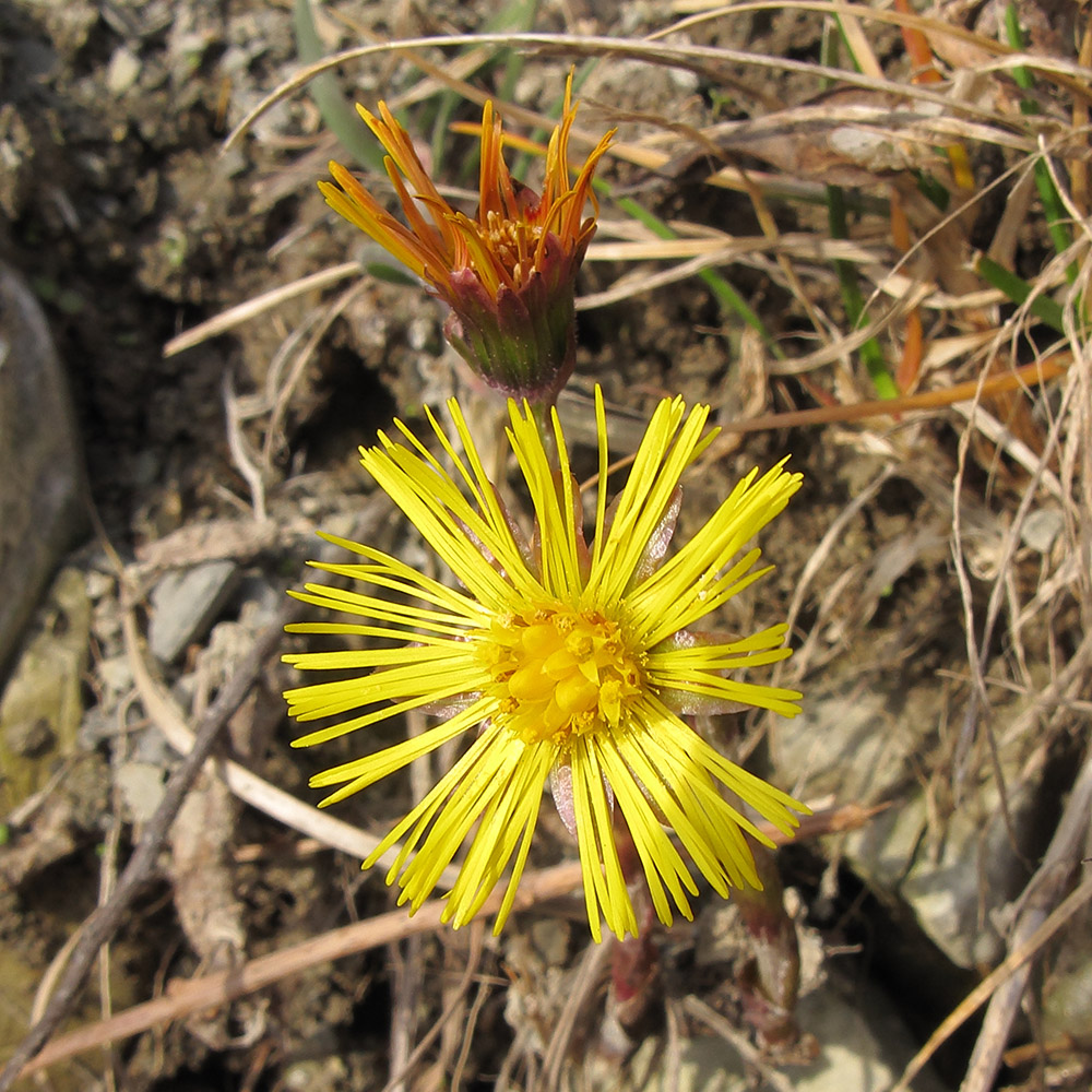 Image of Tussilago farfara specimen.