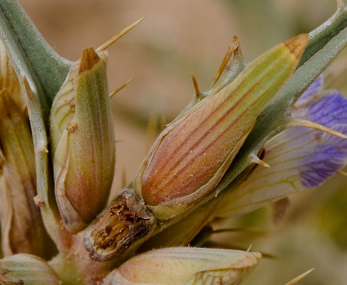 Image of Blepharis attenuata specimen.