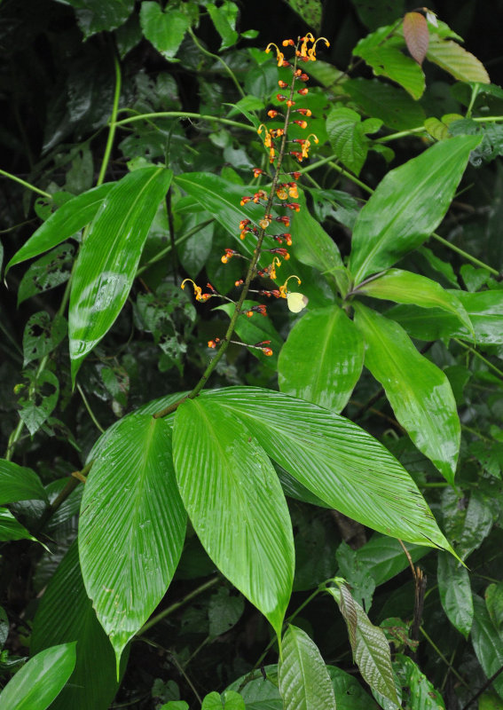 Image of Globba marantina specimen.