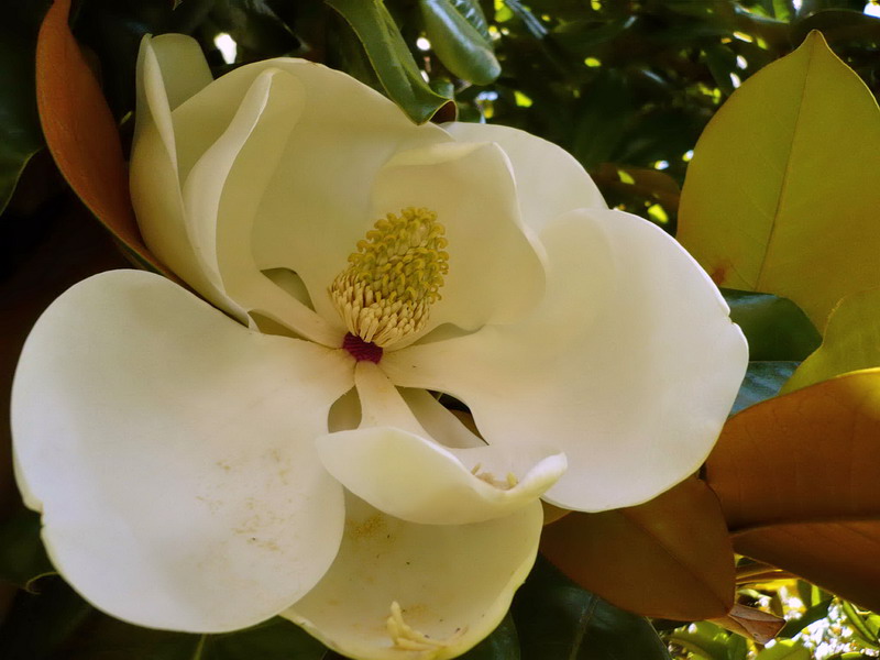 Image of Magnolia grandiflora specimen.