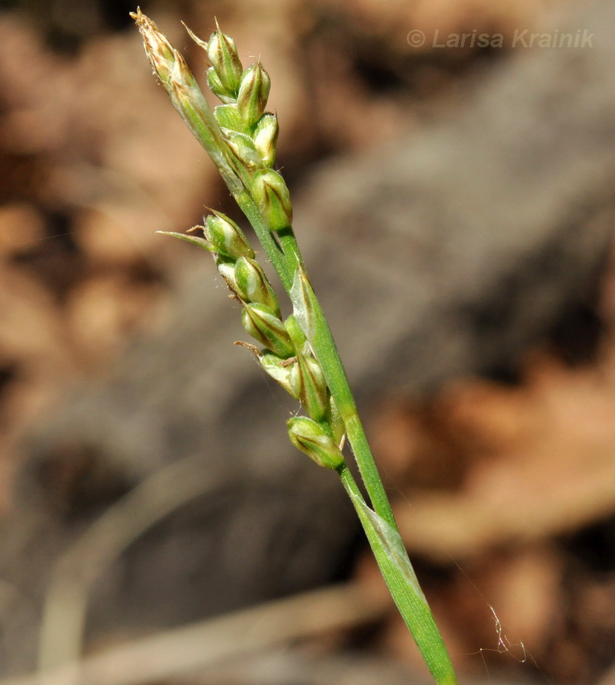 Image of Carex lancibracteata specimen.
