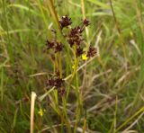 Juncus articulatus