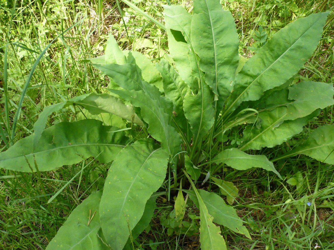 Image of Pulmonaria mollis specimen.