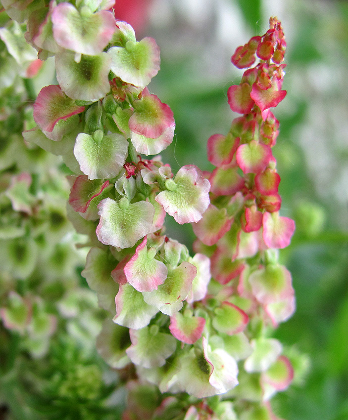 Изображение особи Rumex tuberosus.