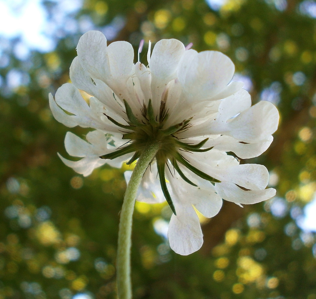 Image of Scabiosa praemontana specimen.