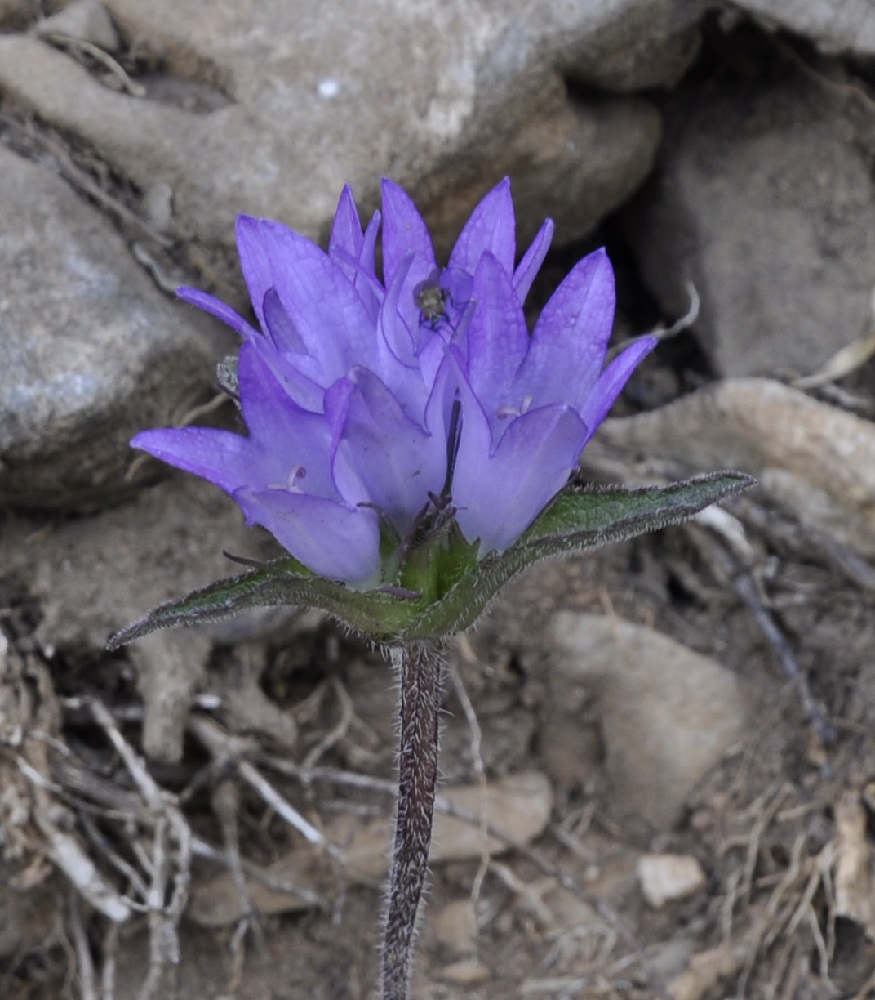 Изображение особи Campanula glomerata.