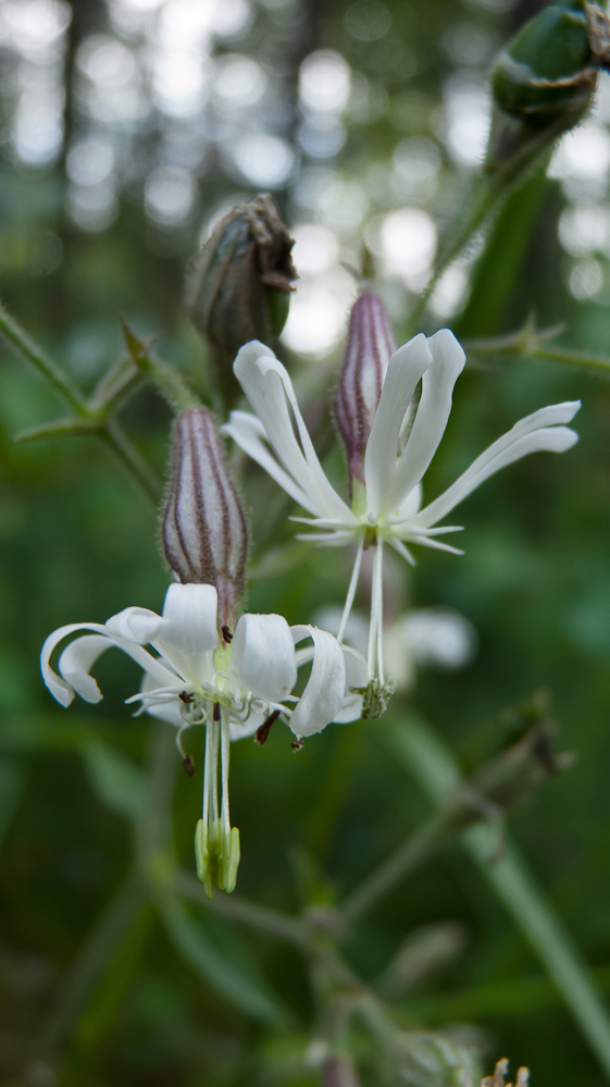 Image of Silene nutans specimen.