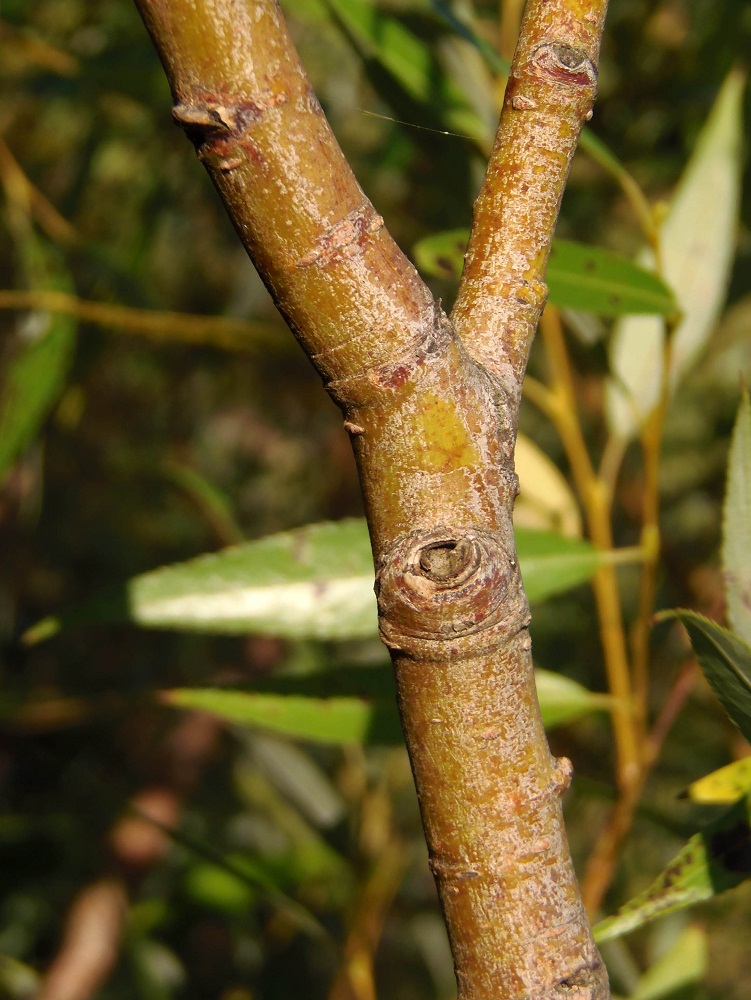 Image of Salix triandra specimen.