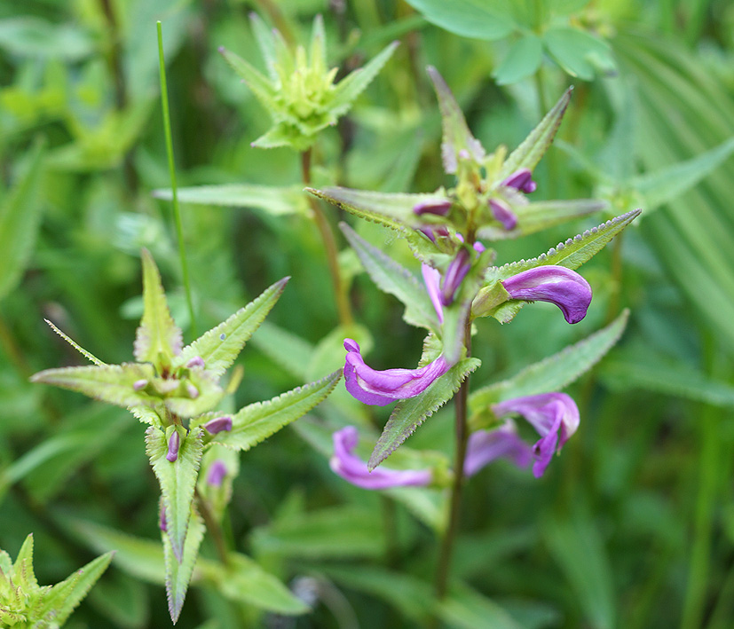 Image of Pedicularis resupinata specimen.