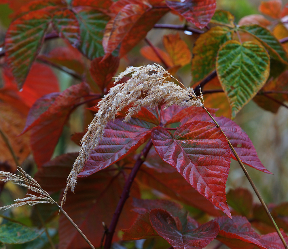 Изображение особи Calamagrostis epigeios.