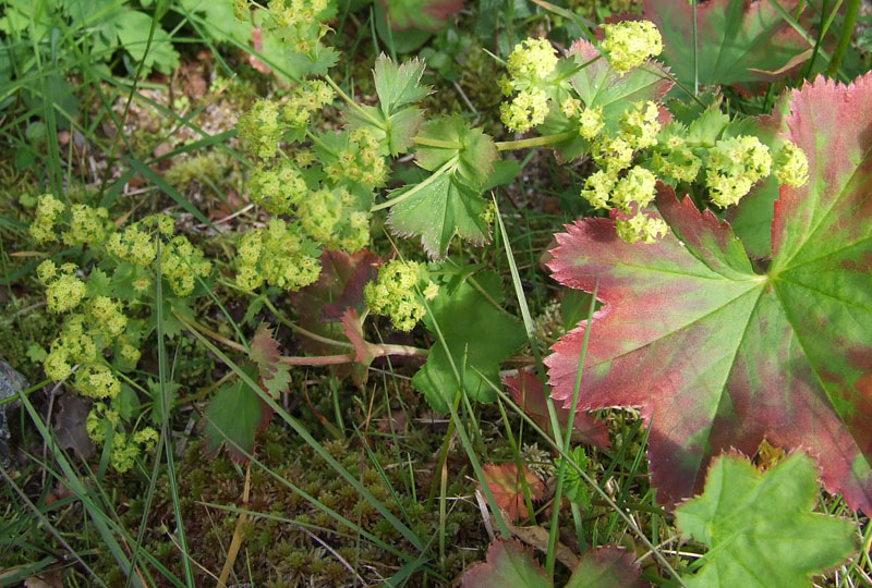 Image of Alchemilla glomerulans specimen.