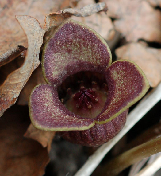 Изображение особи Asarum sieboldii.