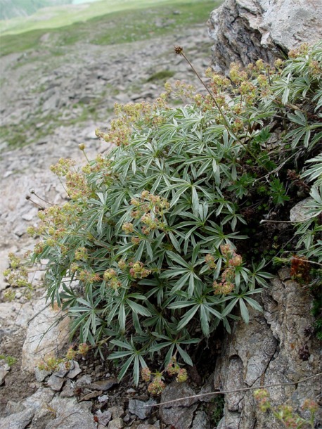 Image of Alchemilla sericea specimen.