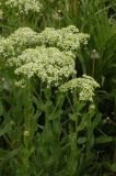 Cardaria draba