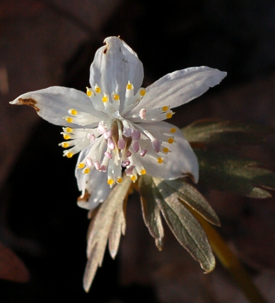 Изображение особи Eranthis stellata.